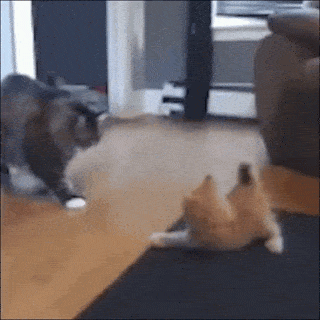 Acid GIFs, May 20 (25 gifs)