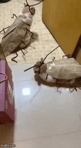 Acid GIFs, May 21 (25 gifs) Acid GIFs, May 21 (25 gifs)
