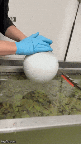 Acid GIFs, May 21 (25 gifs) Acid GIFs, May 21 (25 gifs)