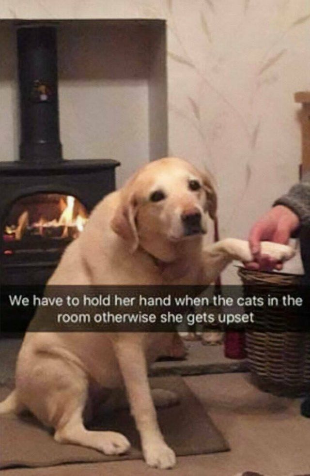 Jokes For Dogs Lovers (25 pics)