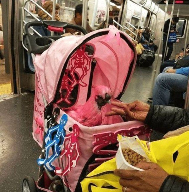 Strange People On Public Transport (23 pics)