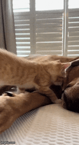 Acid GIFs, May 23 (25 gifs) Acid GIFs, May 23 (25 gifs)