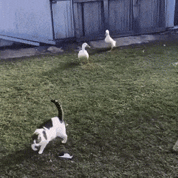 Acid GIFs, May 27 (25 gifs) Acid GIFs, May 27 (25 gifs)