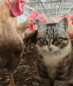 Acid GIFs, May 28 (25 gifs) Acid GIFs, May 28 (25 gifs)