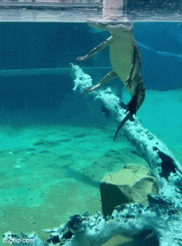 Acid GIFs, May 28 (25 gifs)