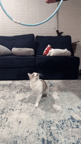 Acid GIFs, May 29 (25 gifs) Acid GIFs, May 29 (25 gifs)
