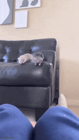 Acid GIFs, May 29 (25 gifs) Acid GIFs, May 29 (25 gifs)