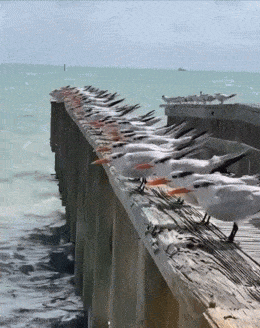 Acid GIFs, May 29 (25 gifs) Acid GIFs, May 29 (25 gifs)