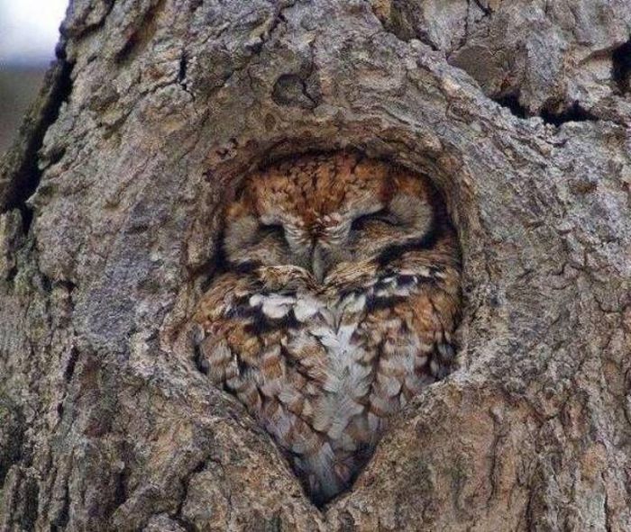 Photos For Perfectionists (23 pics)