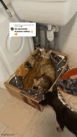 Acid GIFs, May 30 (25 gifs)