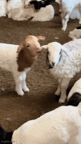 Acid GIFs, June 2 (25 gifs) Acid GIFs, June 2 (25 gifs)