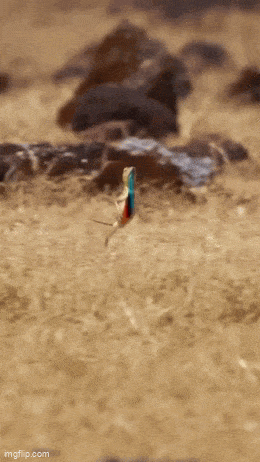 Acid GIFs, June 2 (25 gifs) Acid GIFs, June 2 (25 gifs)