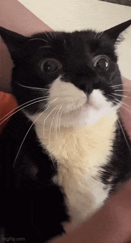 Acid GIFs, June 2 (25 gifs)