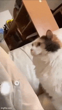 Acid GIFs, June 2 (25 gifs) Acid GIFs, June 2 (25 gifs)