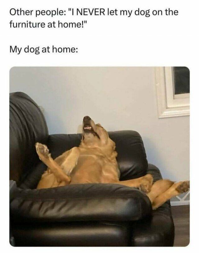 Jokes For Dog Lovers (24 pics)