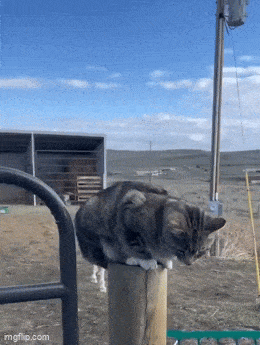 Acid GIFs, June 3 (25 gifs)