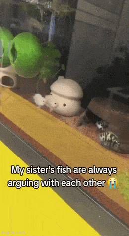 Acid GIFs, June 3 (25 gifs)