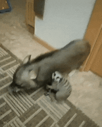Acid GIFs, June 4 (25 gifs)