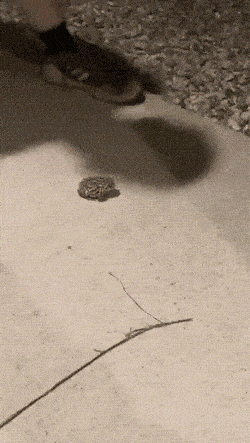 Acid GIFs, June 5 (25 gifs) Acid GIFs, June 5 (25 gifs)