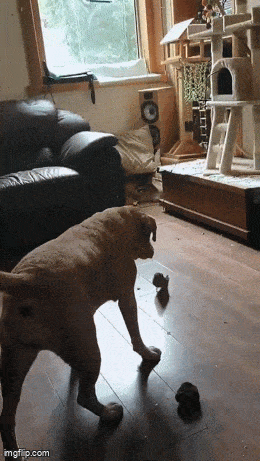 Acid GIFs, June 5 (25 gifs) Acid GIFs, June 5 (25 gifs)