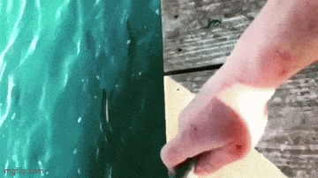 Acid GIFs, June 5 (25 gifs) Acid GIFs, June 5 (25 gifs)