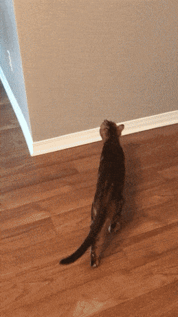 Acid GIFs, June 6 (25 gifs)