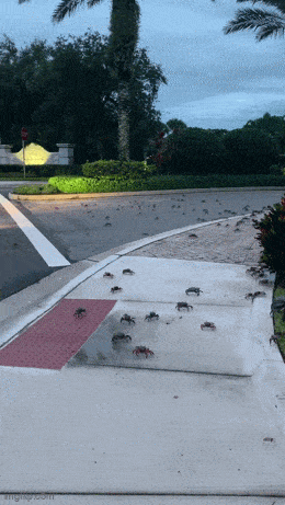Acid GIFs, June 6 (25 gifs)