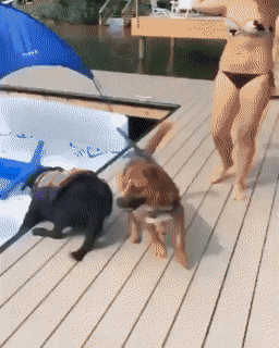 Acid GIFs, June 10 (25 gifs)