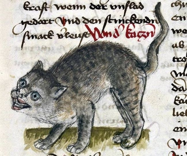 In The Middle Ages They Didn't Know How To Draw Cats (20 pics)