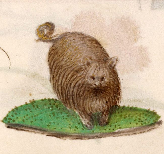 In The Middle Ages They Didn't Know How To Draw Cats (20 pics)