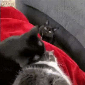 Acid GIFs, June 11 (25 gifs) Acid GIFs, June 11 (25 gifs)