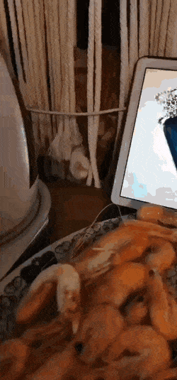 Acid GIFs, June 11 (25 gifs) Acid GIFs, June 11 (25 gifs)