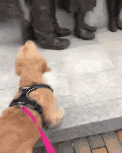 Acid GIFs, June 11 (25 gifs) Acid GIFs, June 11 (25 gifs)