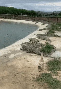 Acid GIFs, June 11 (25 gifs) Acid GIFs, June 11 (25 gifs)