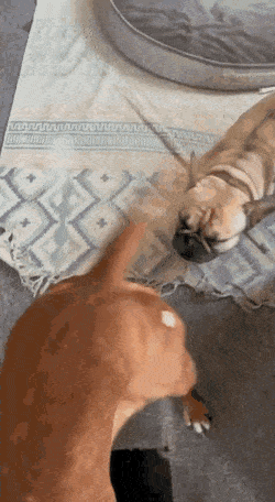 Acid GIFs, June 11 (25 gifs) Acid GIFs, June 11 (25 gifs)