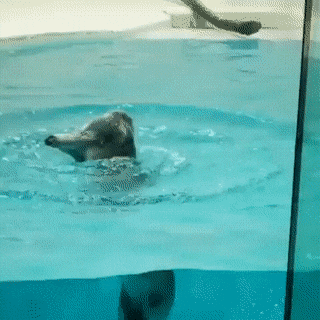 Acid GIFs, June 12 (25 gifs) Acid GIFs, June 12 (25 gifs)