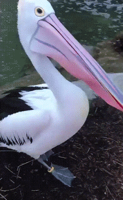 Acid GIFs, June 12 (25 gifs) Acid GIFs, June 12 (25 gifs)
