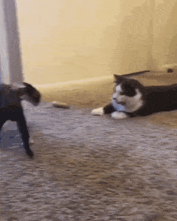 Acid GIFs, June 13 (25 gifs) Acid GIFs, June 13 (25 gifs)