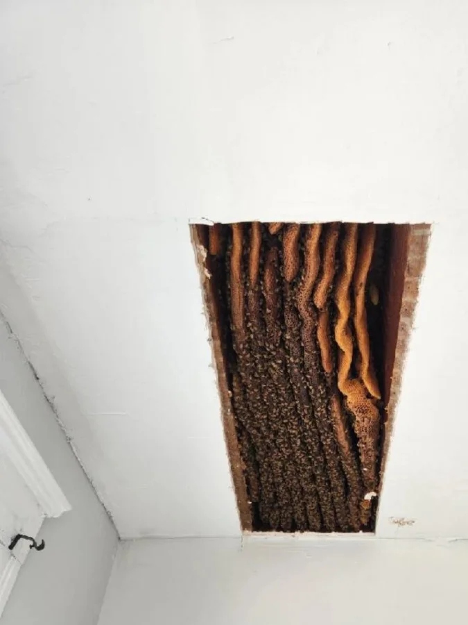 Scary Finds In Old Houses (25 pics)