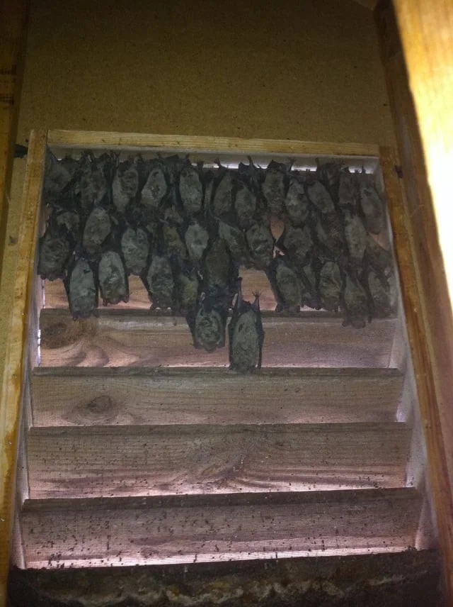 Scary Finds In Old Houses (25 pics)