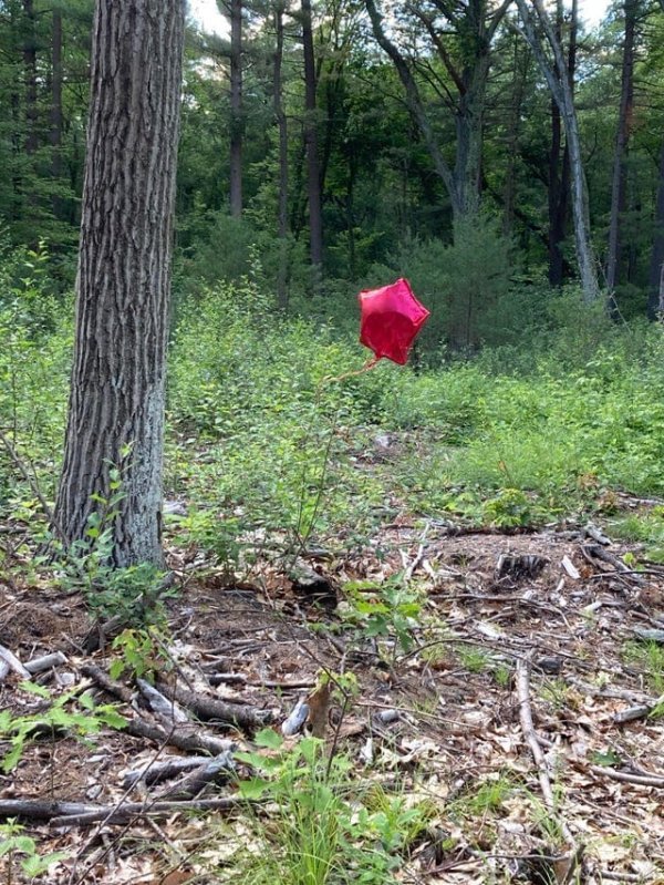 Creepy Things In The Woods (25 pics)