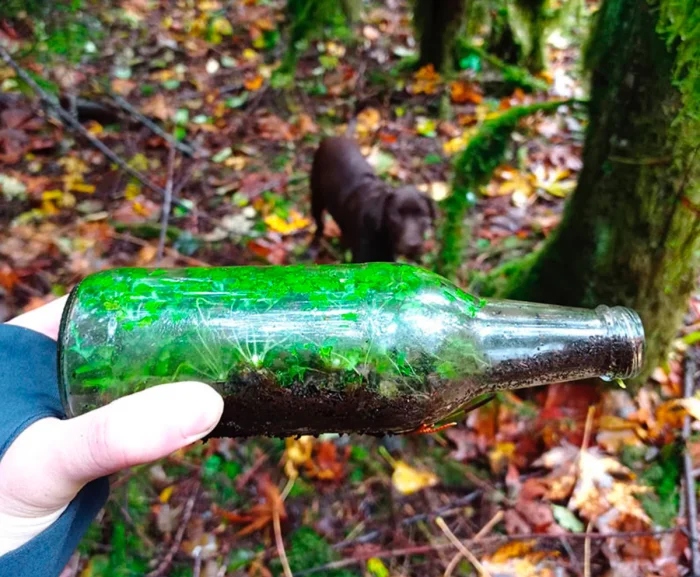 Creepy Things In The Woods (25 pics)