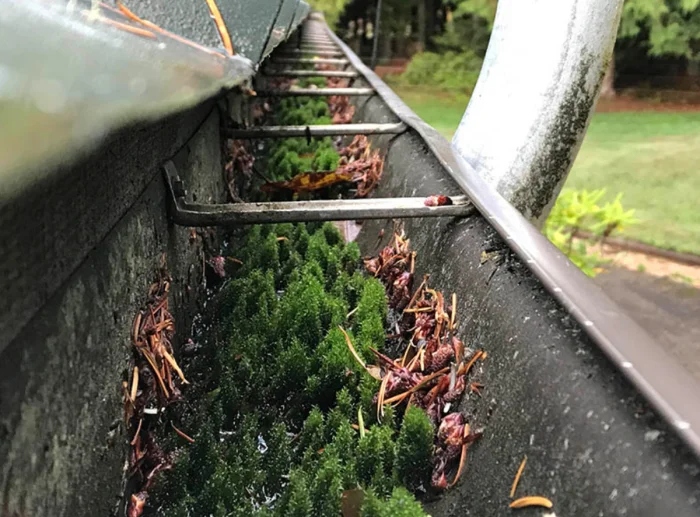 Creepy Things In The Woods (25 pics)