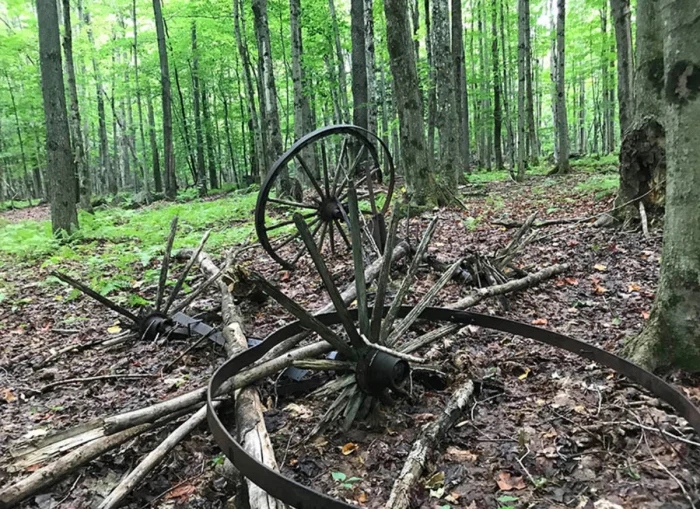 Creepy Things In The Woods (25 pics)