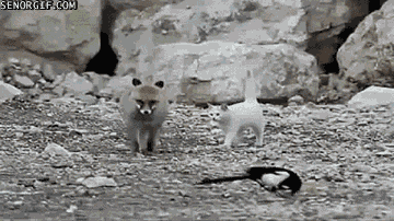 Acid GIFs, June 16 (25 gifs)