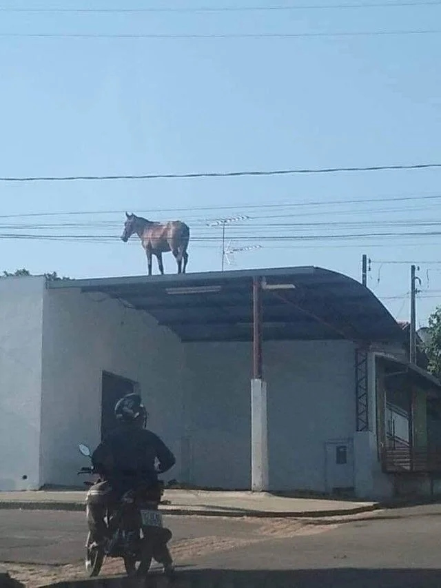 What Is Going On Here? (20 pics)
