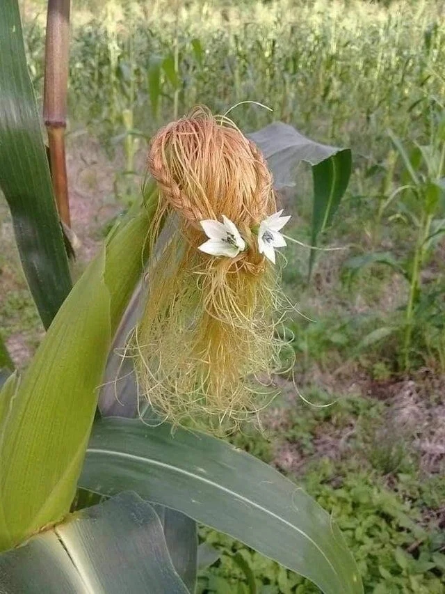 What Is Going On Here? (20 pics)