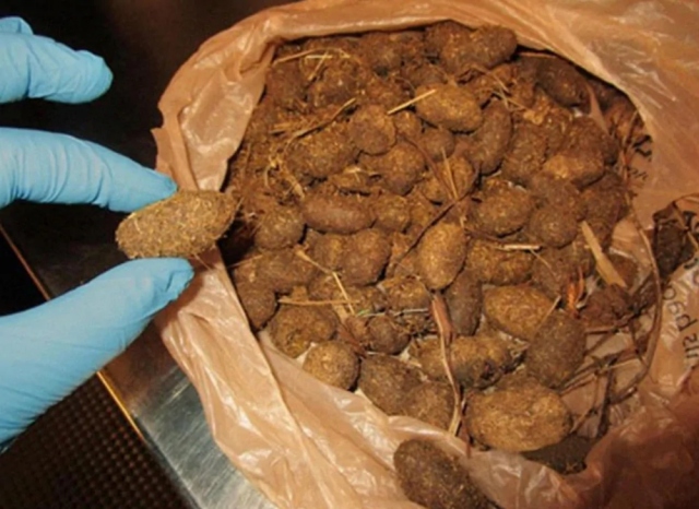 Unusual Finds At Customs (20 pics)