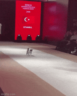 Acid GIFs, June 17 (25 gifs) Acid GIFs, June 17 (25 gifs)