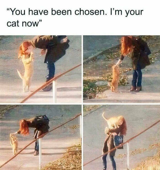 Memes For Cat Lovers (25 pics)